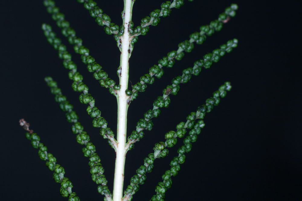 Onocleaceae Onoclea sensibilis