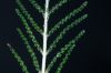 image of Onoclea sensibilis
