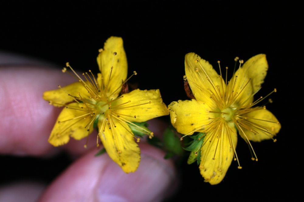 Hypericaceae Hypericum punctatum
