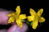 image of Hypericum punctatum