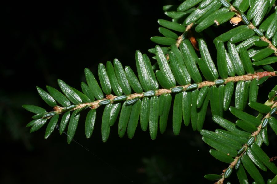 Pinaceae Tsuga canadensis