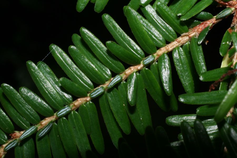 Pinaceae Tsuga canadensis
