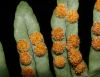 image of Polypodium appalachianum