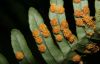 image of Polypodium appalachianum