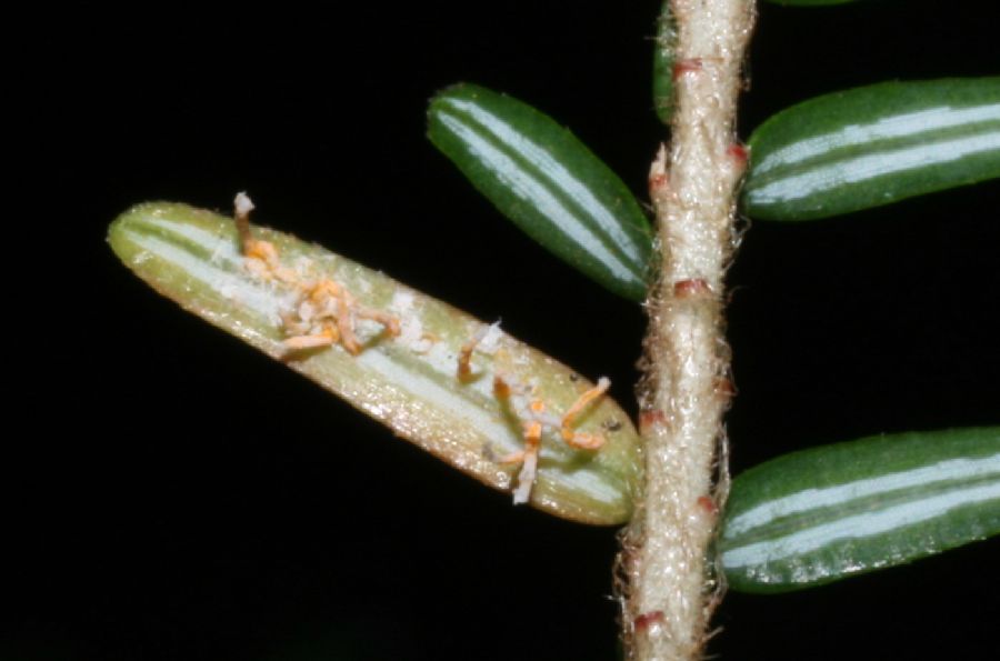 Pinaceae Tsuga canadensis
