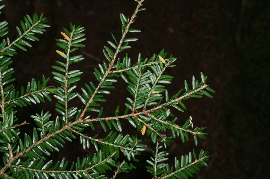Pinaceae Tsuga canadensis