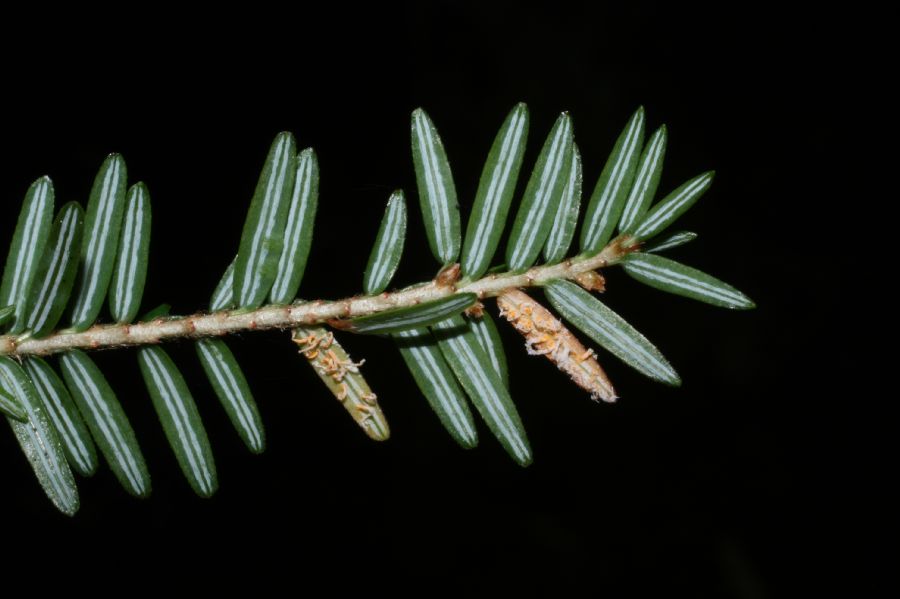 Pinaceae Tsuga canadensis