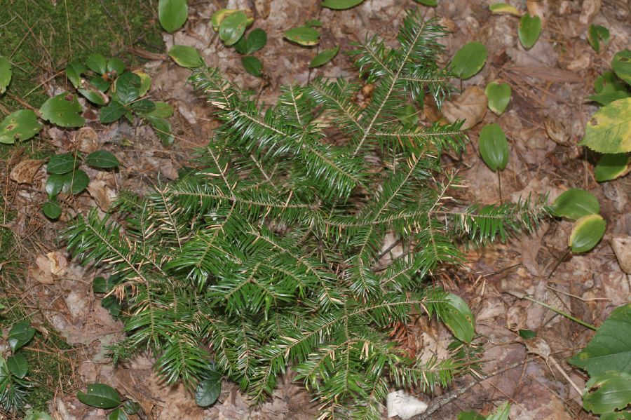 Pinaceae Abies balsamifera