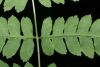 image of Thelypteris palustris