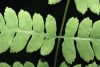 image of Thelypteris palustris