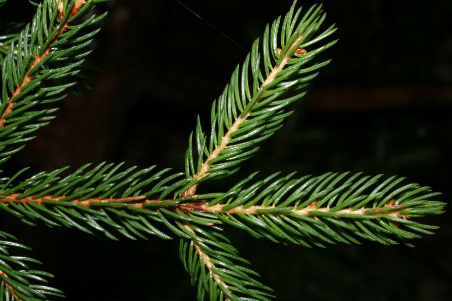 Pinaceae Picea rubens