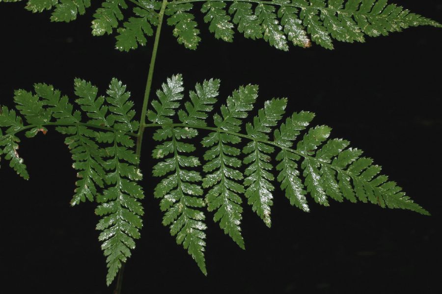 Dryopteridaceae Dryopteris campyloptera