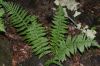 image of Dryopteris montgomeryi
