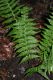 image of Dryopteris montgomeryi