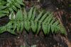 image of Dryopteris montgomeryi