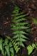 image of Dryopteris slossoniae