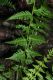 image of Dryopteris slossoniae