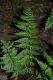 image of Dryopteris slossoniae