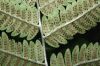 image of Dryopteris goldiana