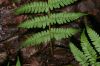image of Dryopteris marginalis