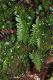 image of Polypodium virginianum