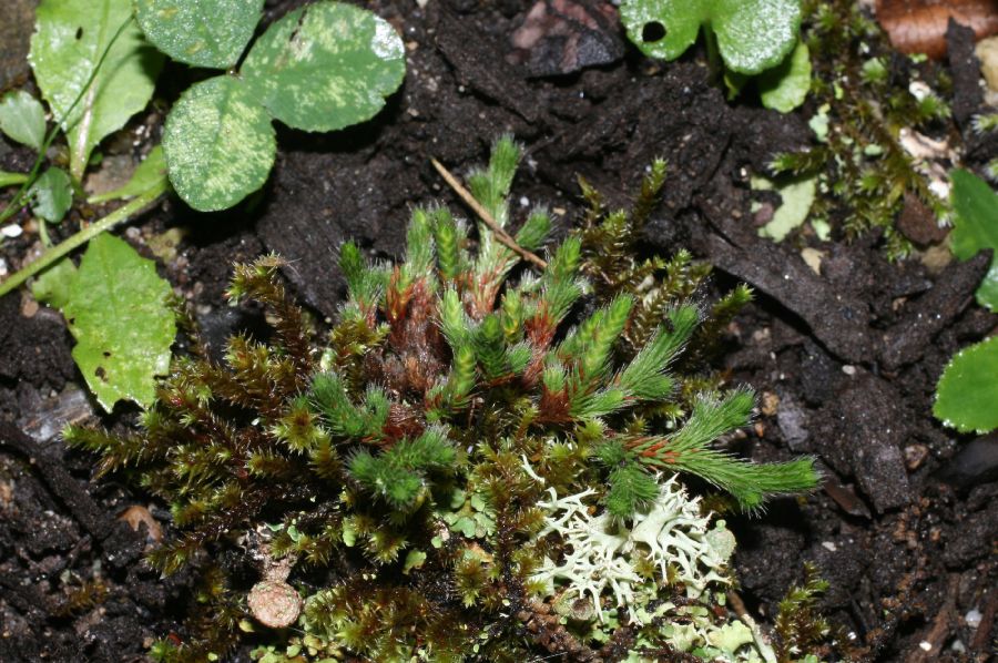 Selaginellaceae Selaginella rupestris