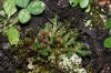 image of Selaginella rupestris