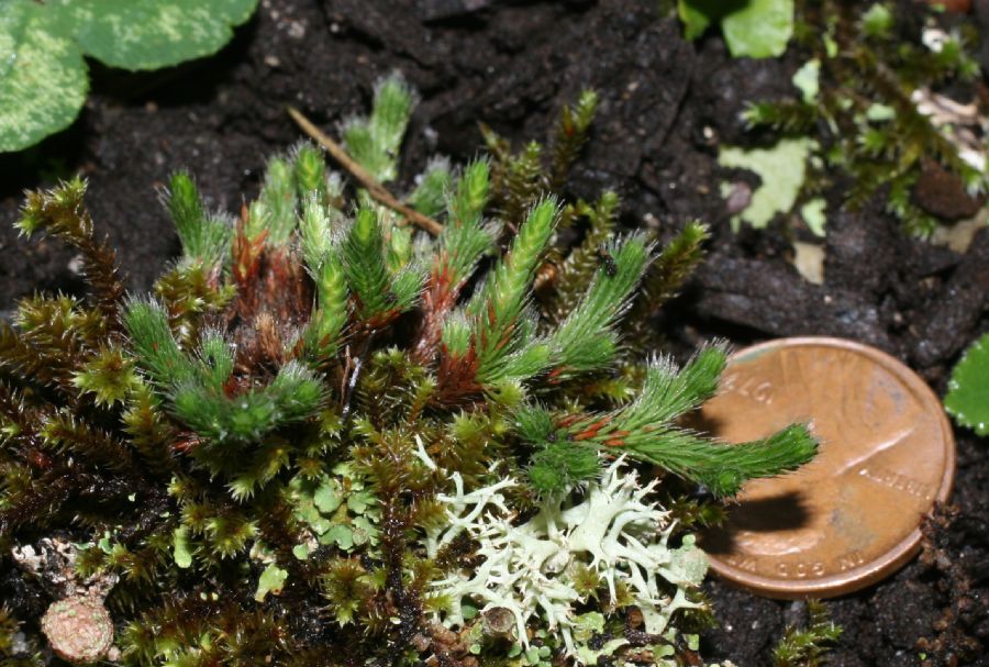 Selaginellaceae Selaginella rupestris
