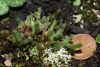 image of Selaginella rupestris