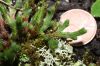 image of Selaginella rupestris