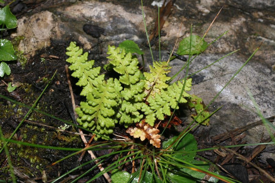Woodsiaceae Woodsia ilvensis
