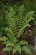 image of Dryopteris slossoniae