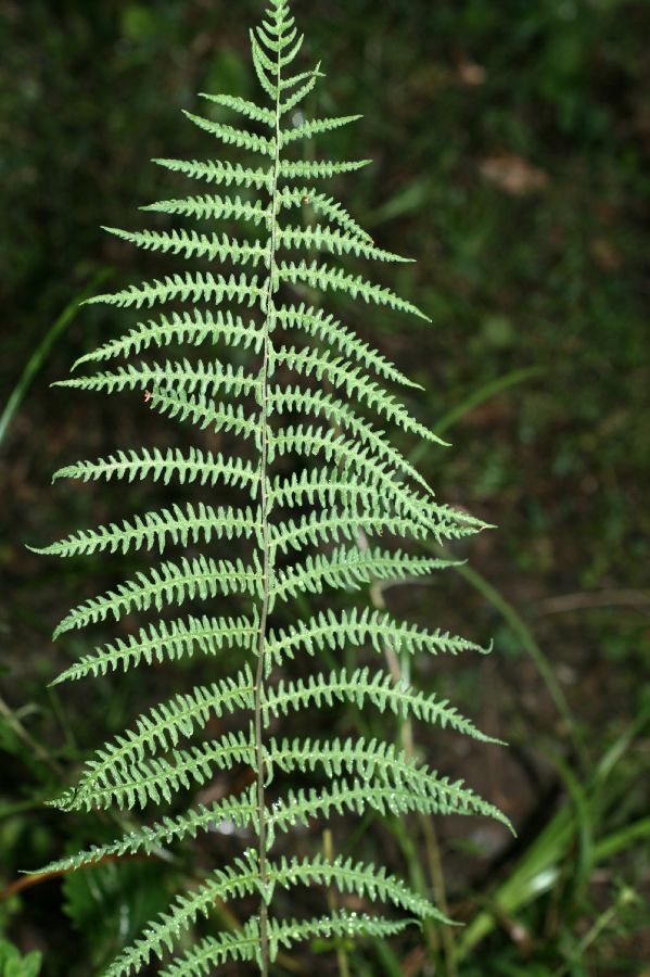 Thelypteridaceae Thelypteris palustris