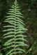 image of Thelypteris palustris