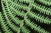 image of Thelypteris palustris