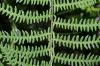 image of Thelypteris palustris