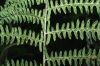 image of Thelypteris palustris