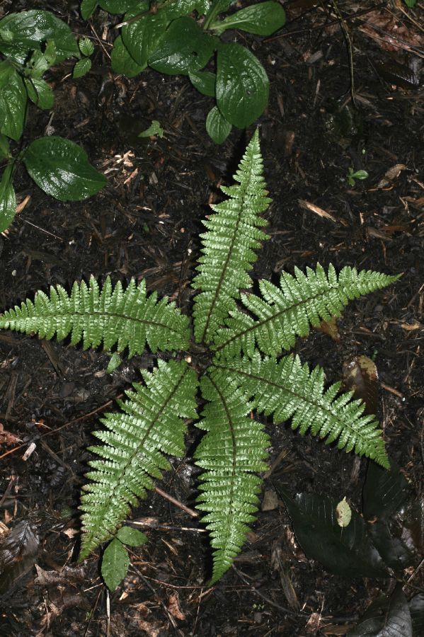 Dryopteridaceae Polystichum braunii