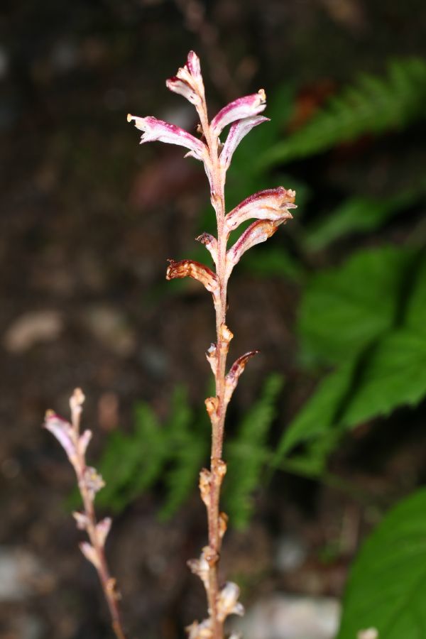 Orobanchaceae Epifagus virginiana
