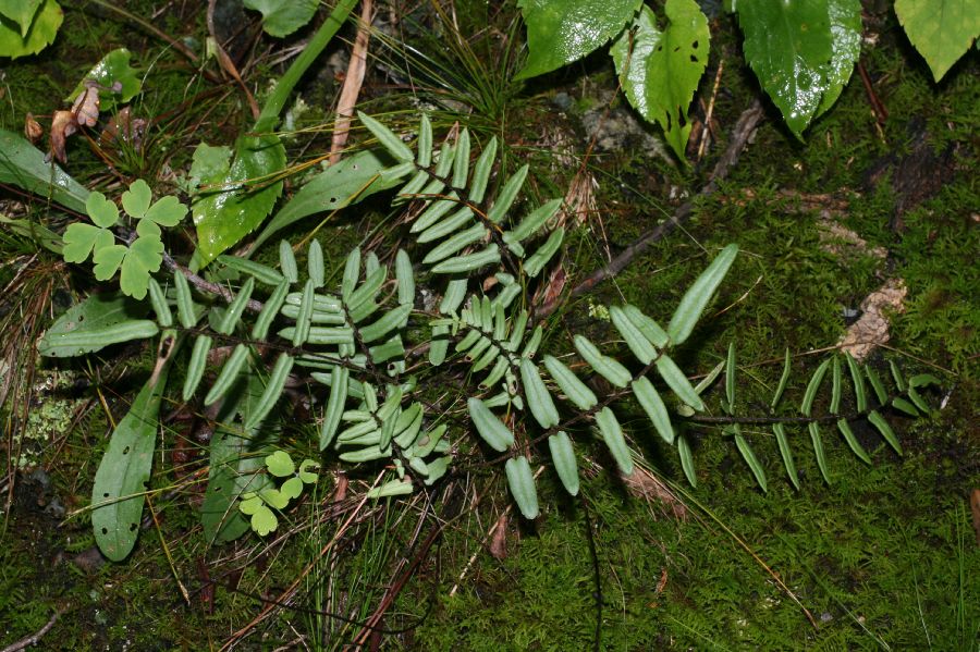 Pteridaceae Pellaea atropurpurea