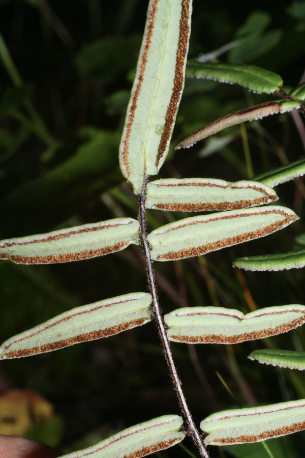 Pteridaceae Pellaea atropurpurea