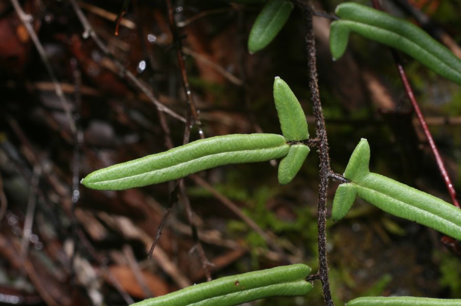 Pteridaceae Pellaea atropurpurea