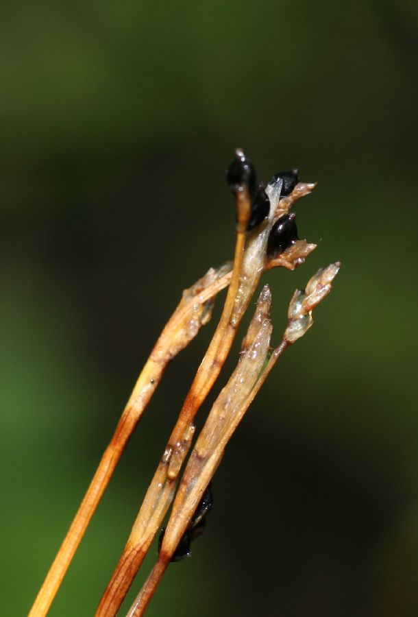 Cyperaceae Carex eburnea