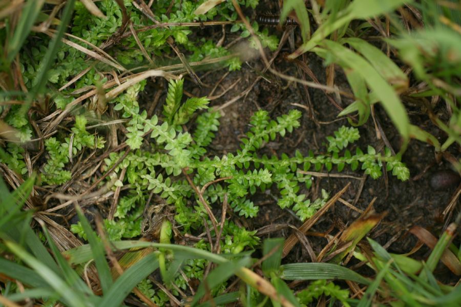 Selaginellaceae Selaginella apoda