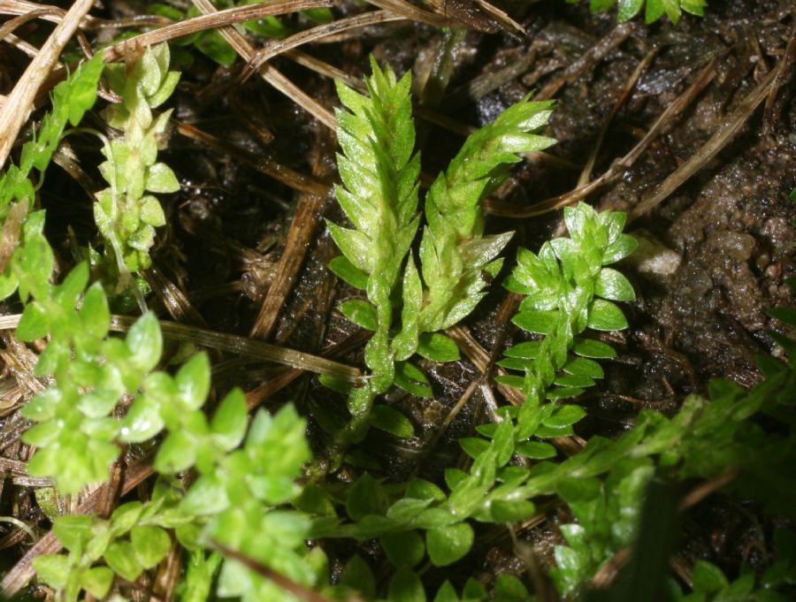 Selaginellaceae Selaginella apoda