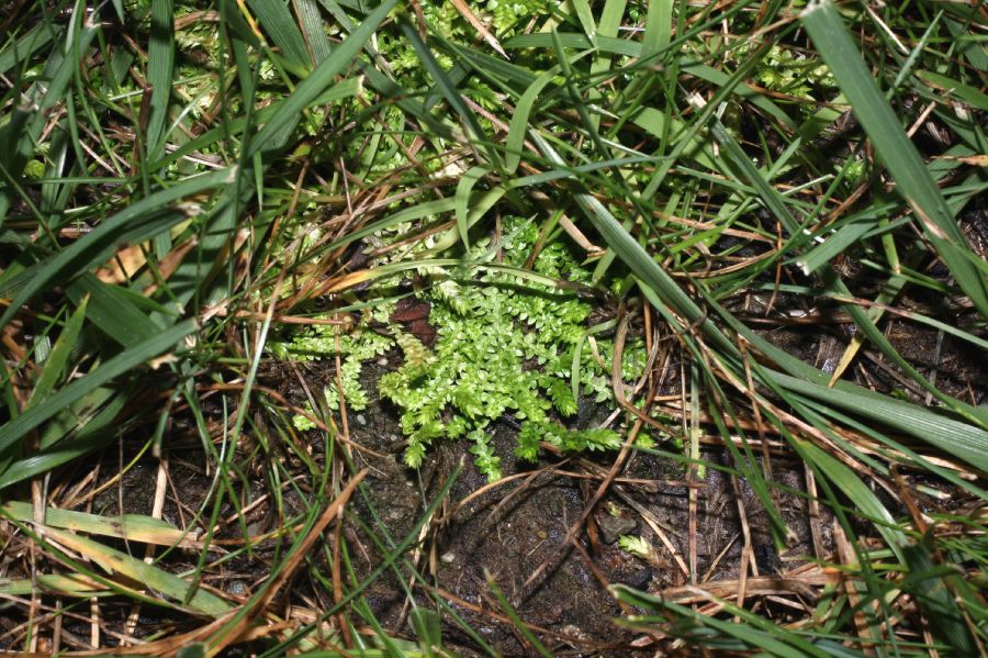 Selaginellaceae Selaginella apoda