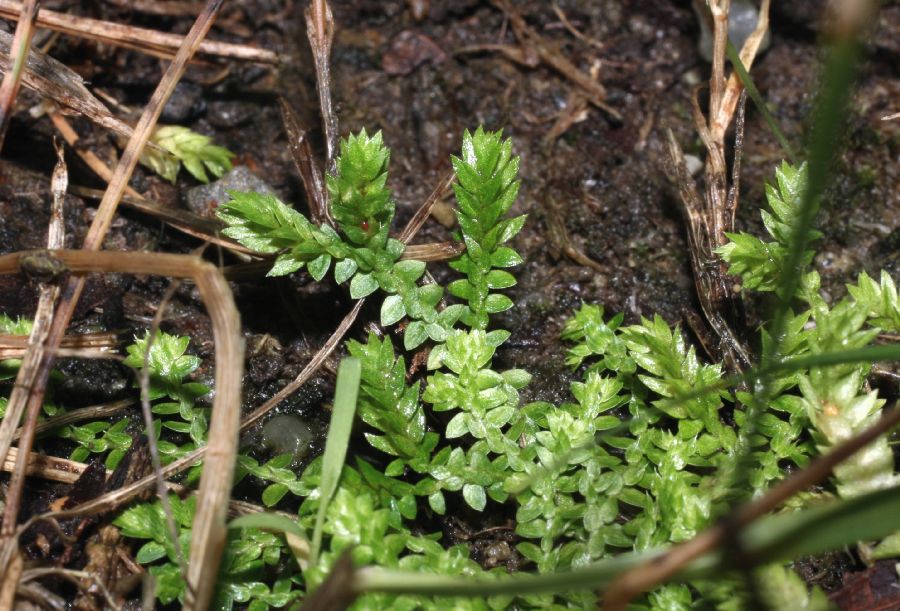 Selaginellaceae Selaginella apoda