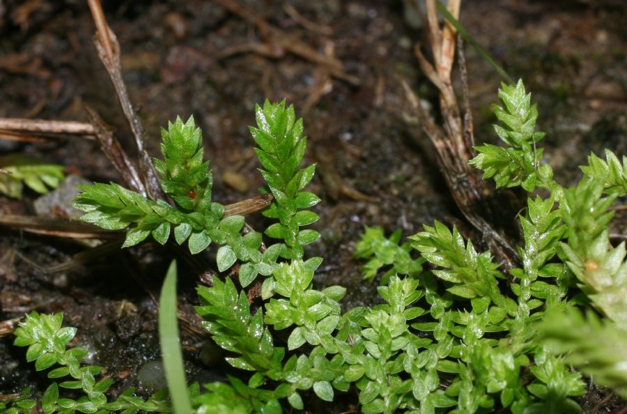 Selaginellaceae Selaginella apoda