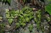 image of Cryptogramma stelleri