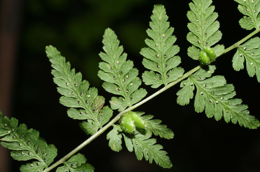 Cystopteridaceae Cystopteris bulbifera